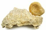 Jurassic Ammonite (Cleistosphinctes) Fossil - Évrecy, France #367863-1